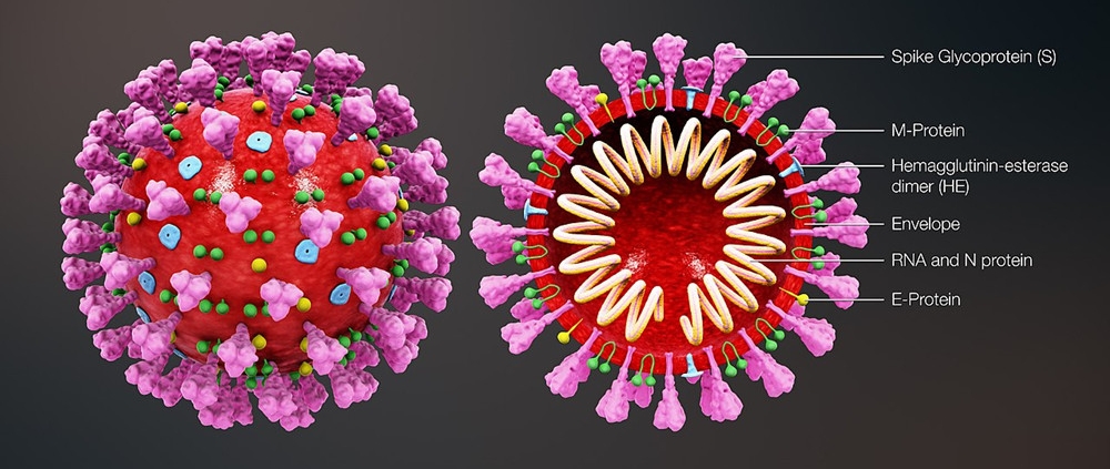 Structure of coronavirus