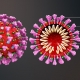 Structure of coronavirus