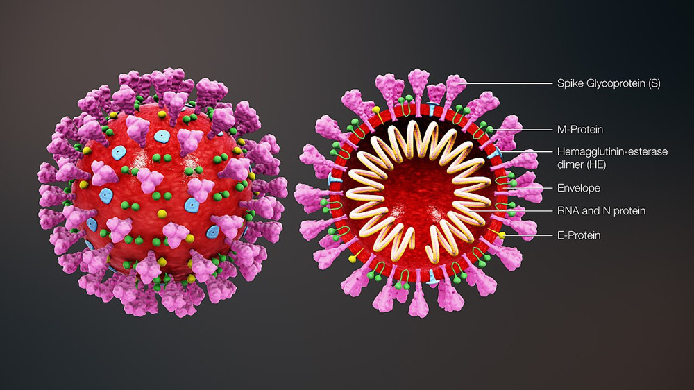 Structure of coronavirus