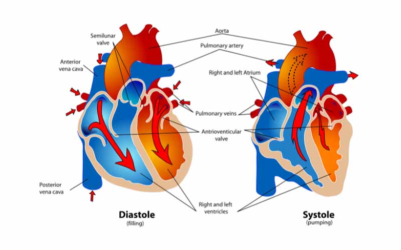 A Heart and Blood Vessels