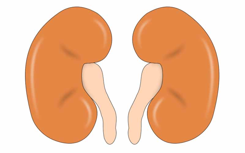 A Pair of Kidneys