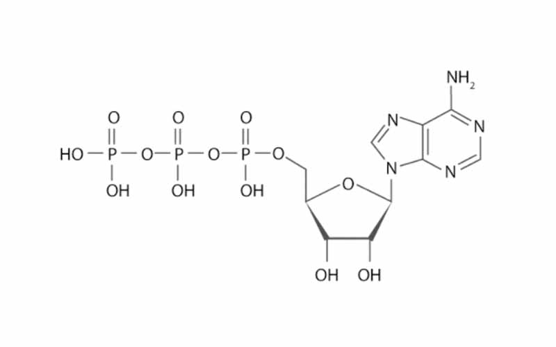 ATP-molecule-structure