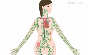 Demonstration-of-lymphatic-system-in-the-human-body