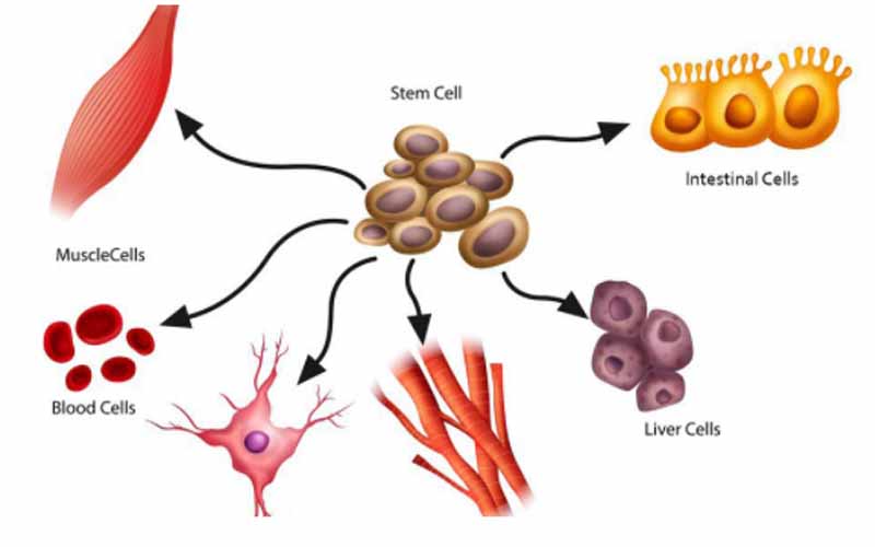 Different-stem-cells-in-the-human-body