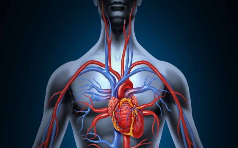 How does blood circulation work