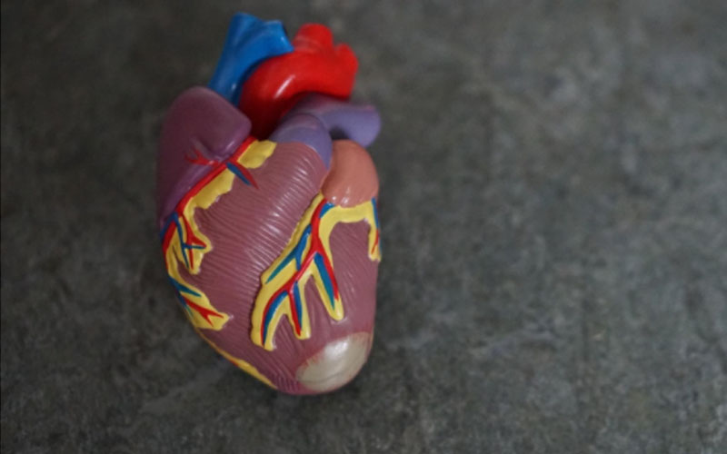 Heart Model